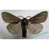 Calliteara pudibunda (Linnaeus, 1758) male